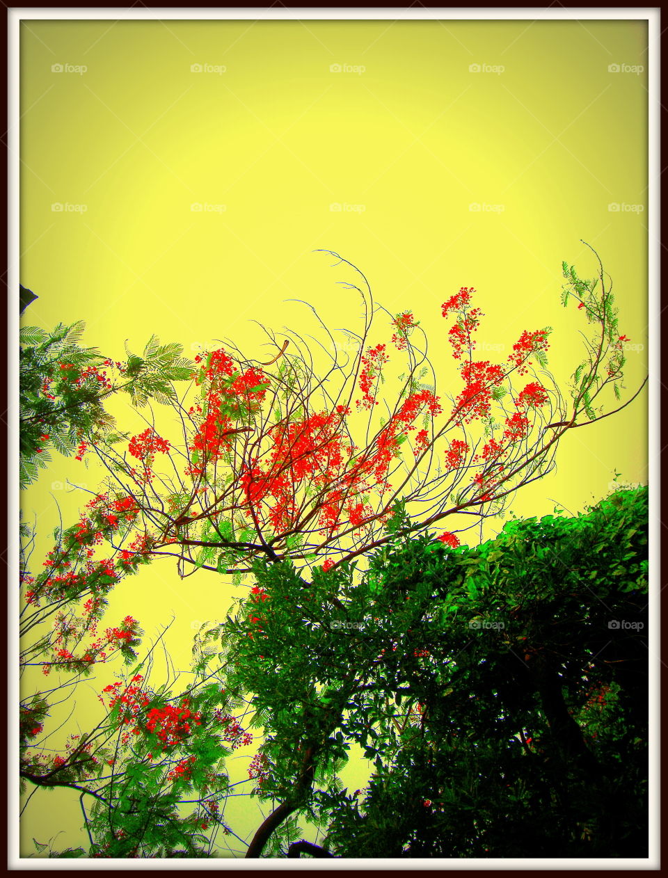 Royal Poinciana