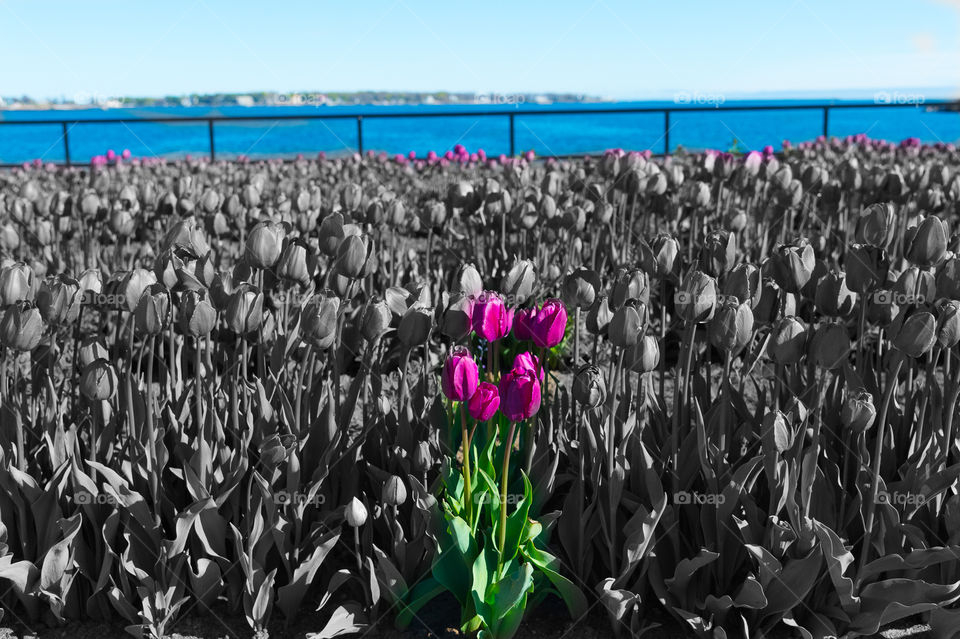 Little purple tulips