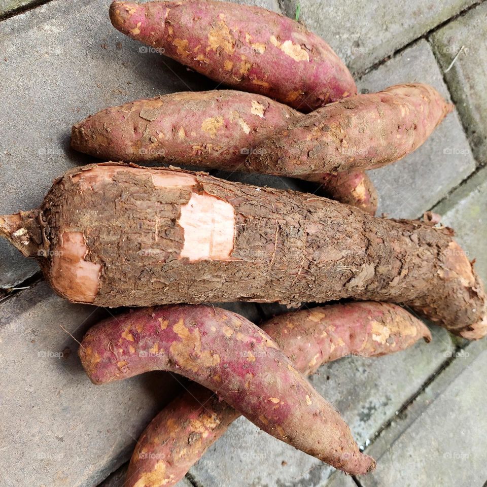 harvested cassava which is ready to be consumed by boiling or frying