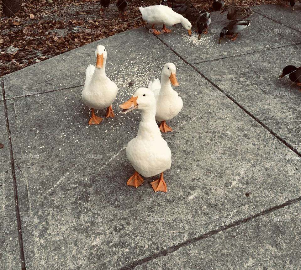 Trips to the local creek are a lot more fun with the ducks around. All of them are cute, but we do have our favorites. 