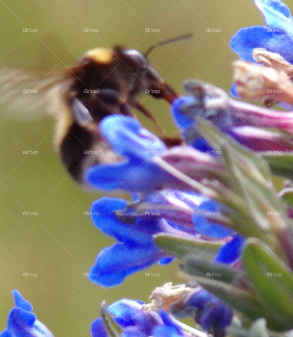 Eine Hummel beim Nektar sammeln