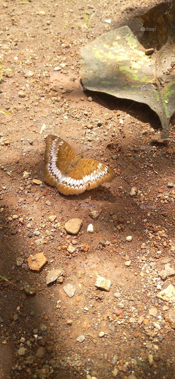 A beautiful butterfly perched on a slightly wet ground
