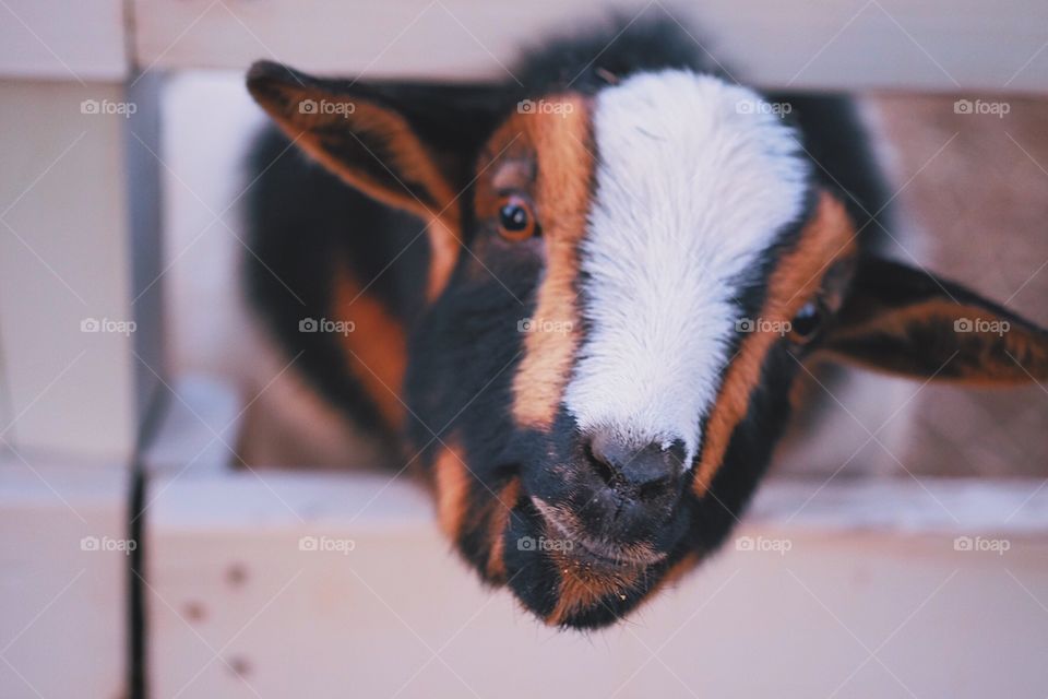 Funny Goat, Silly Goat Face, Funny Goat In The Barnyard, Barnyard Gossip, Silly Goat Expression, Goat Coming After Human, Goat Through The Fence 