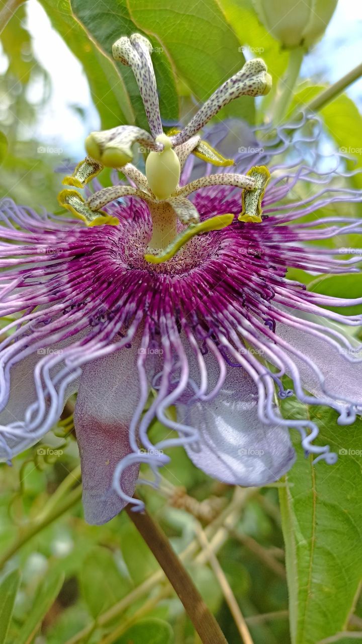 bush passion flower