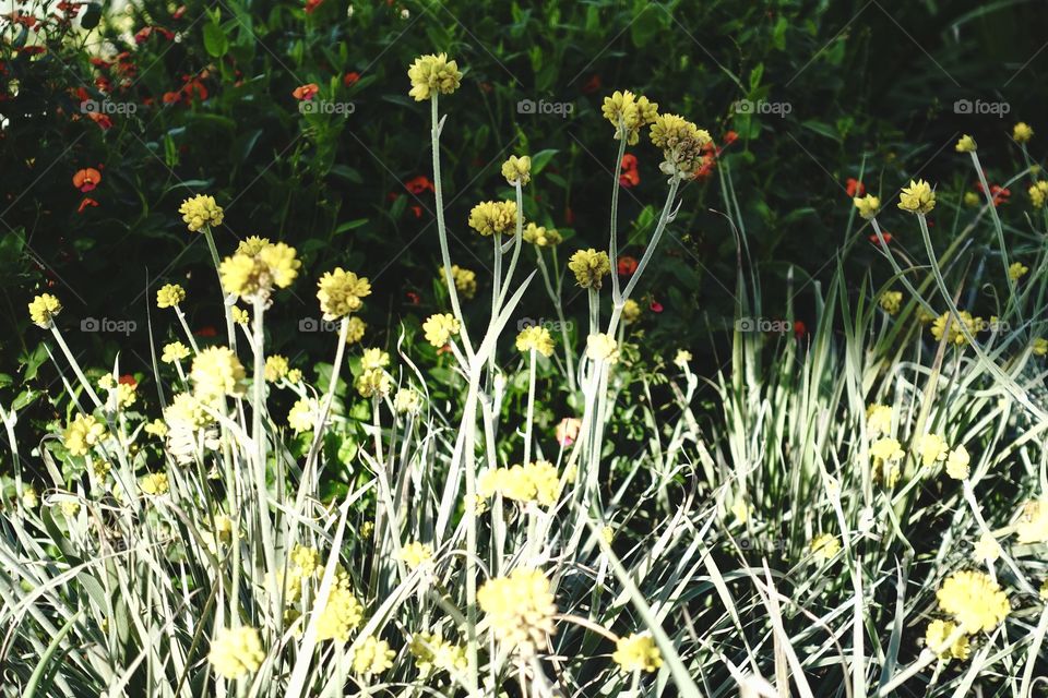 Many yellow wildflower buds are in the urban garden.