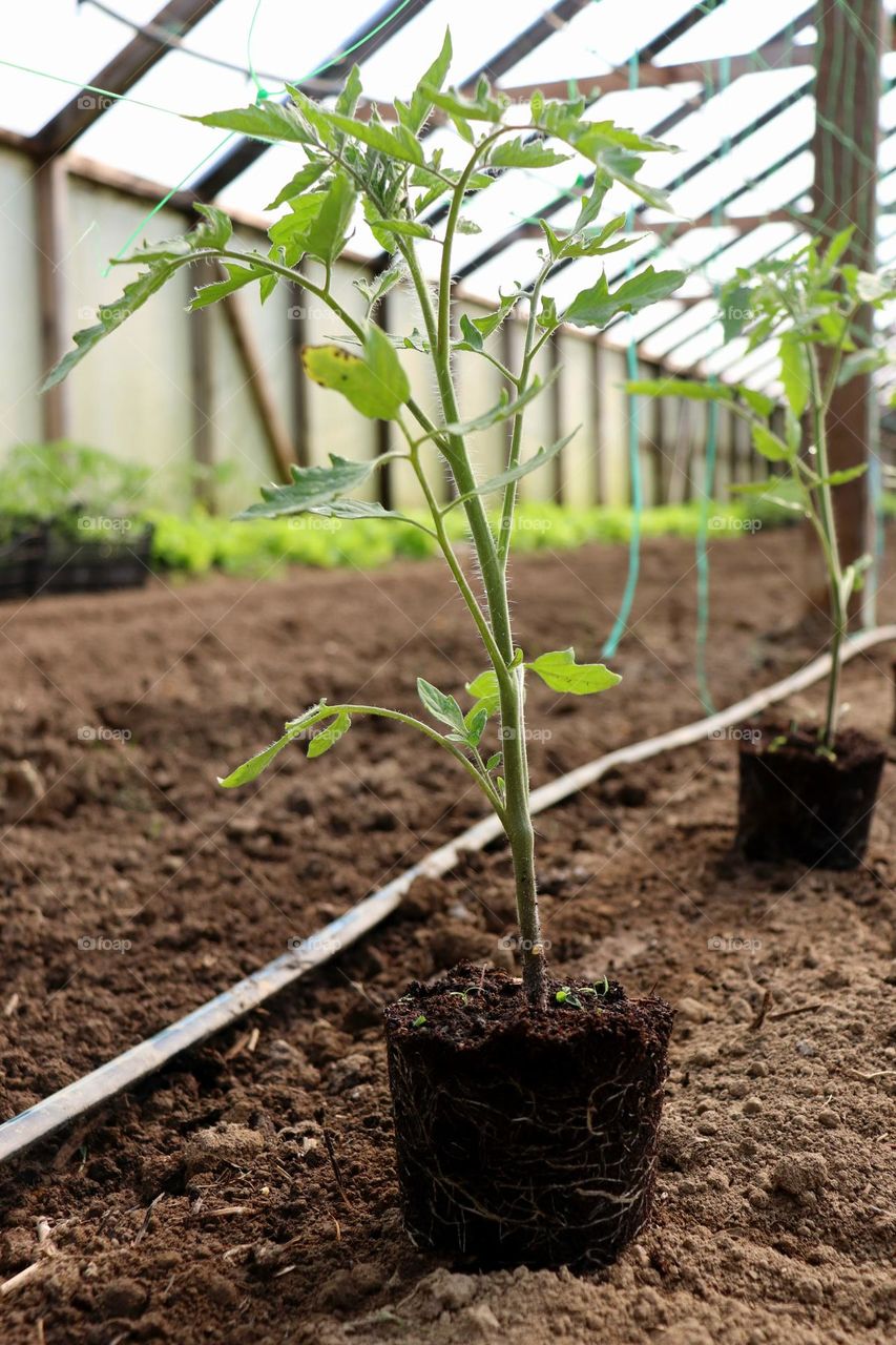 Plant Plants to Celebrate Earth Day