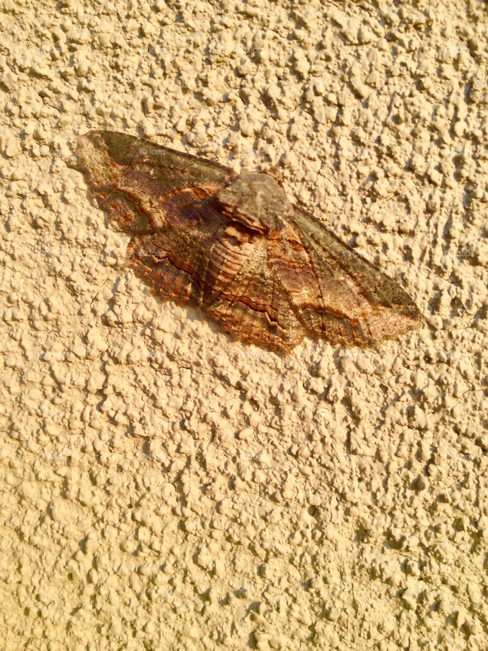 Camouflage moth 