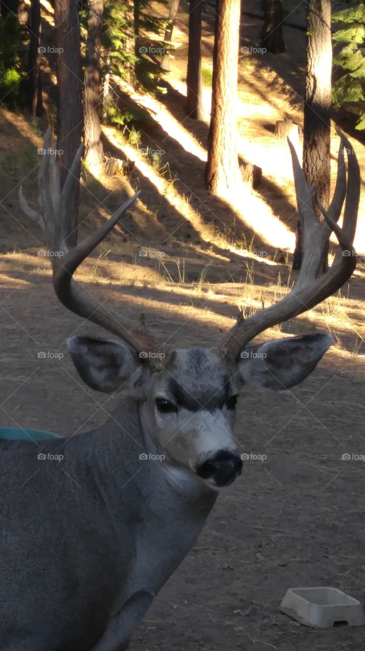 California buck deer