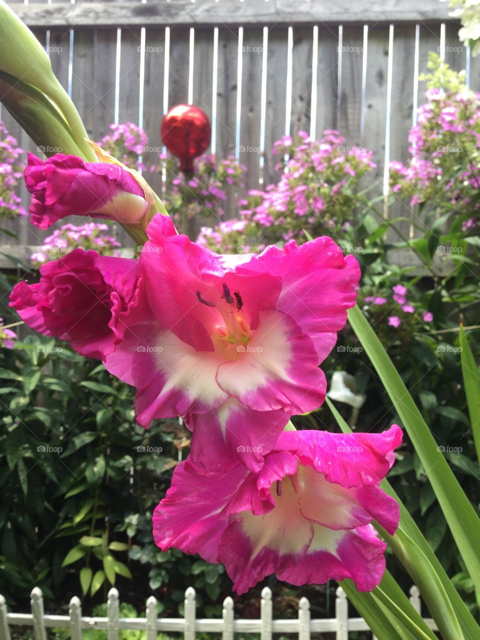 Flower, Garden, Flora, Nature, Summer