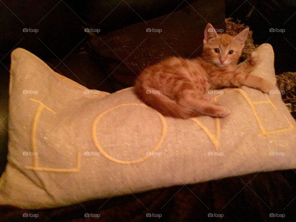 Kitten Love 