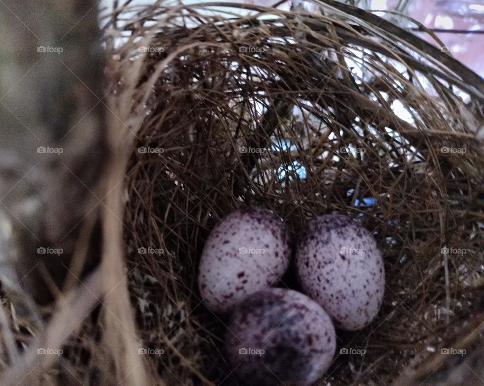 eggs with nest