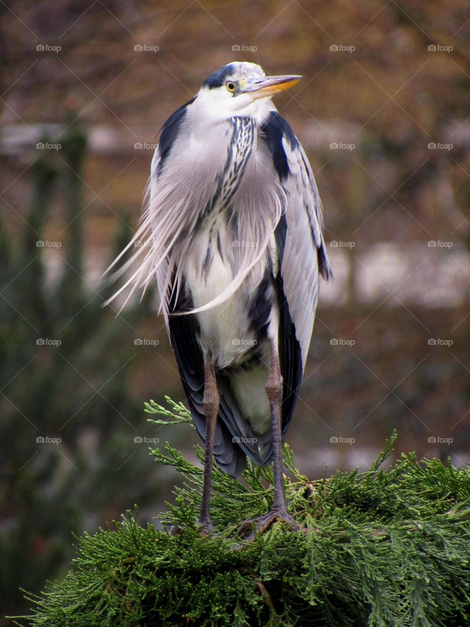 Perched