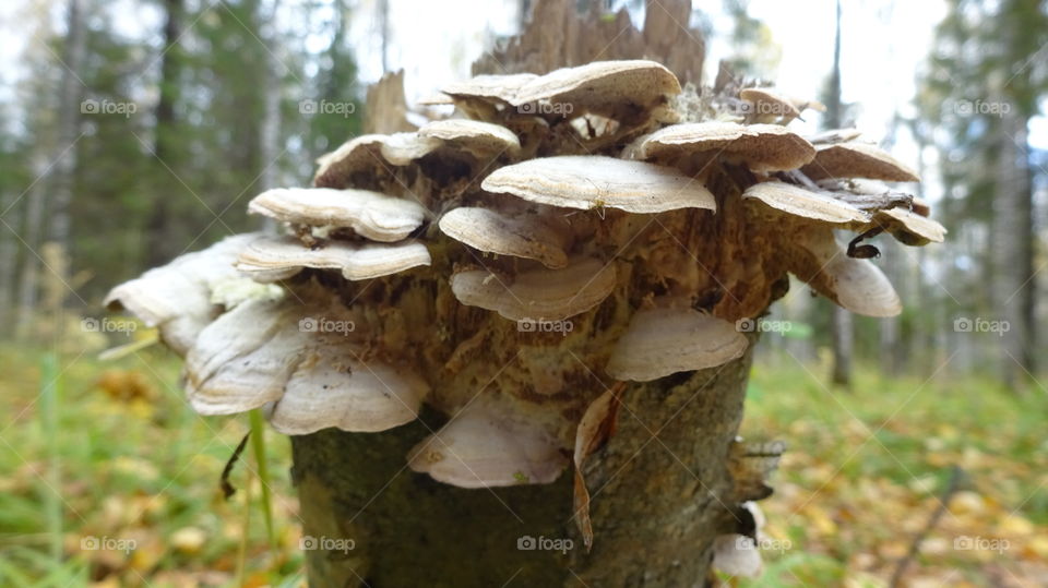 stump overgrown with mushrooms