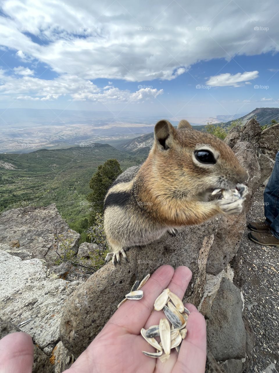 Lands End Observatory Nature Chipmunk Wildlife