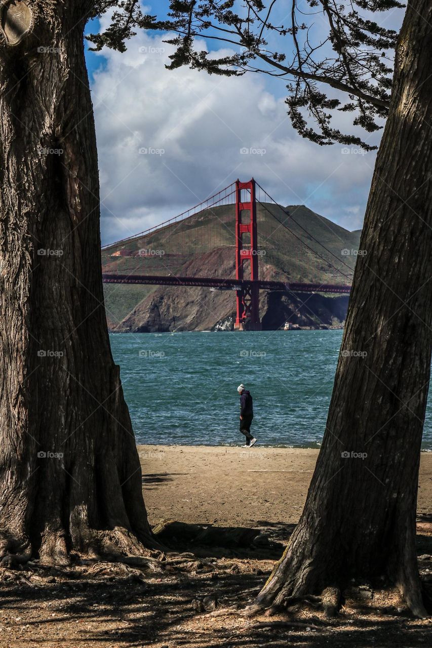 Looking through the cypress trees at the Golden Gate Bridge on a beautiful afternoon with a person walking on the beach at crissy field in San Francisco California