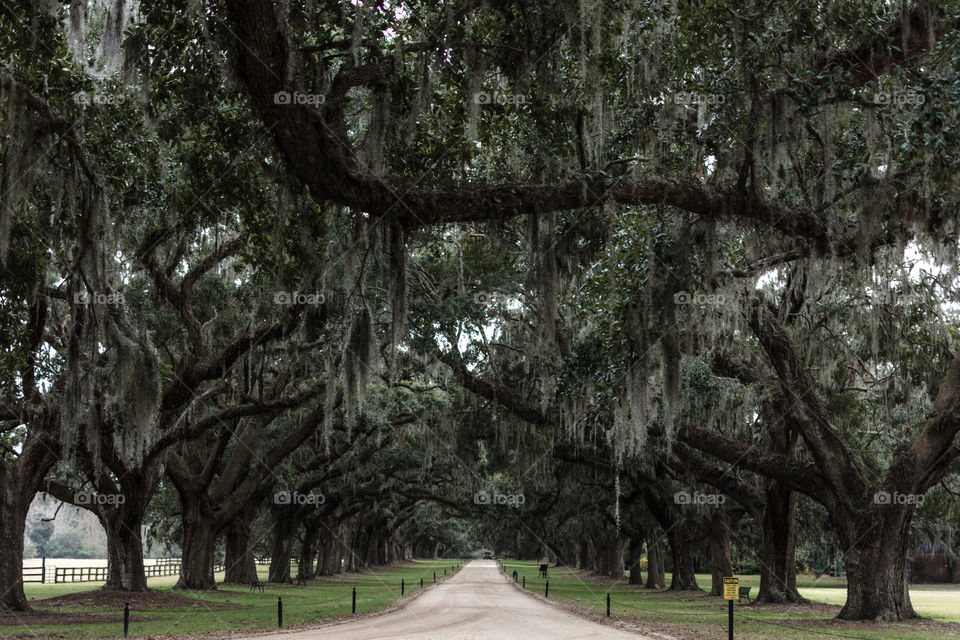 Driveway willow trees
