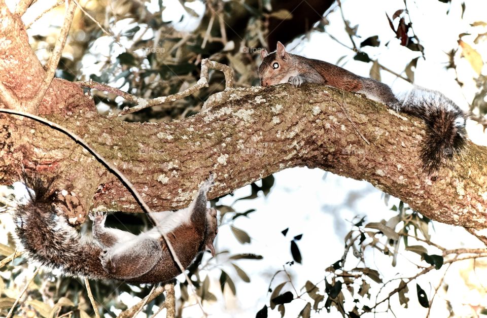 Close-up of grey squirrels on branch