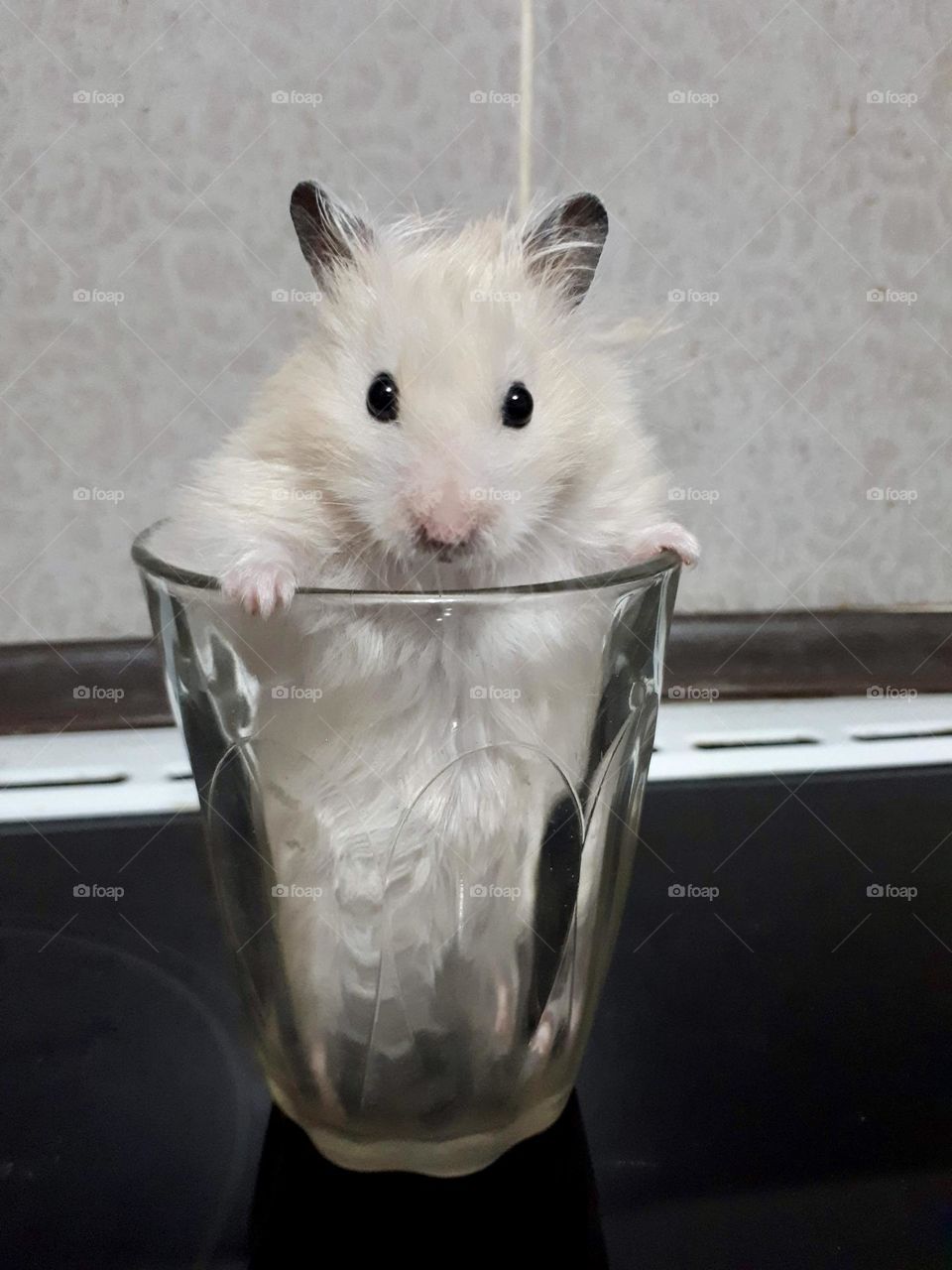 Golden hamster sits in the glass 