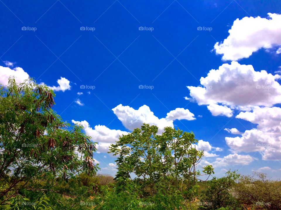 nature trees and sky cloudy 