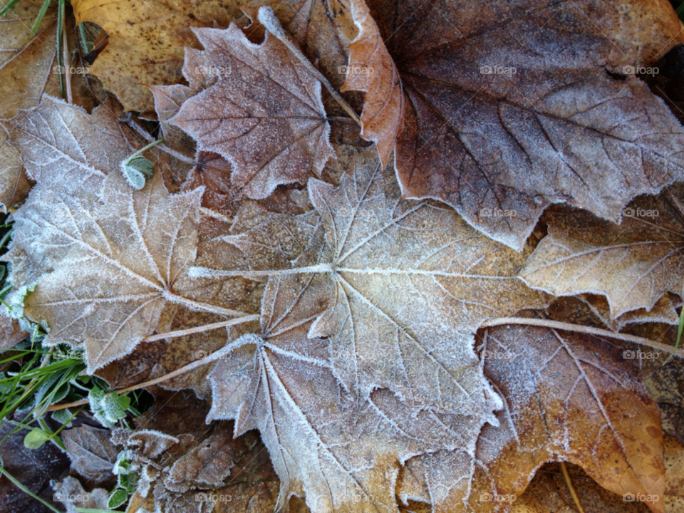 winter morning cold leaf by ShutterBug_NikonGirl