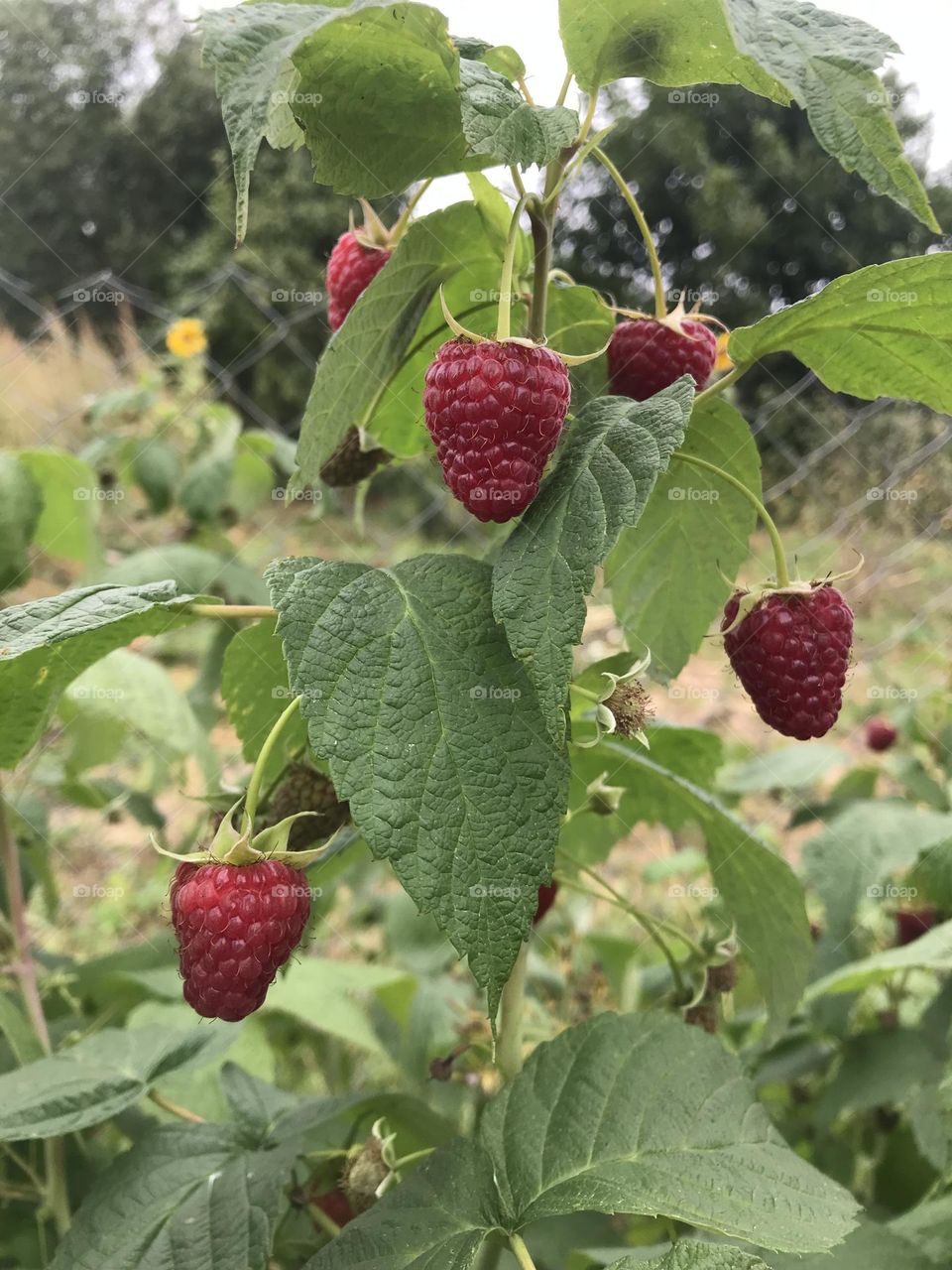 A green branch of red ripe raspberry in garden 