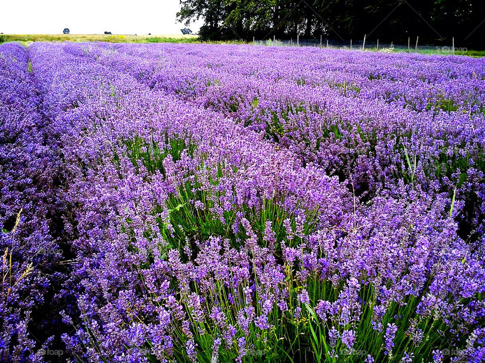 purple summer lavender by heartmate