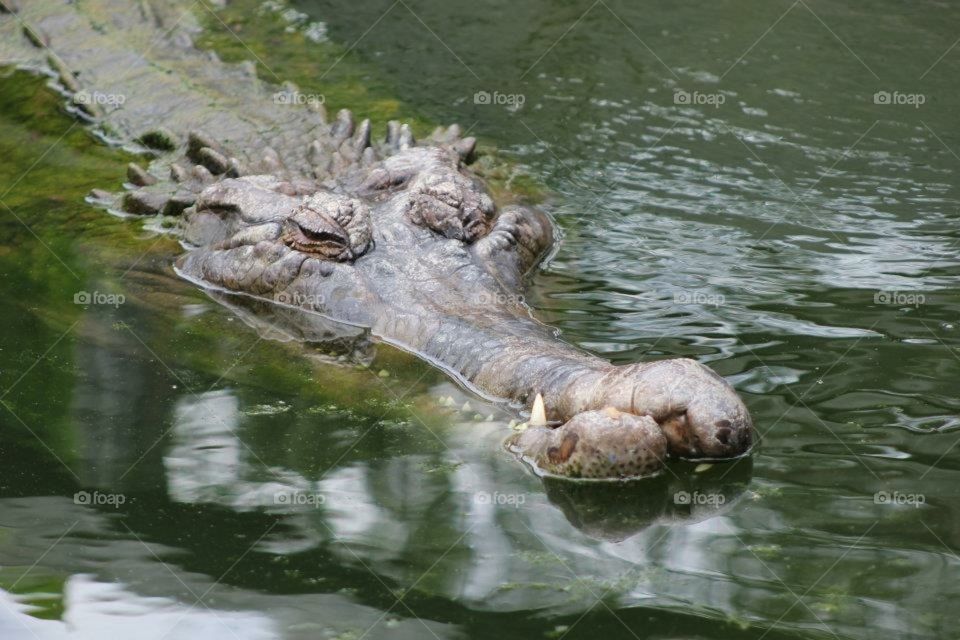 Unique crocodile