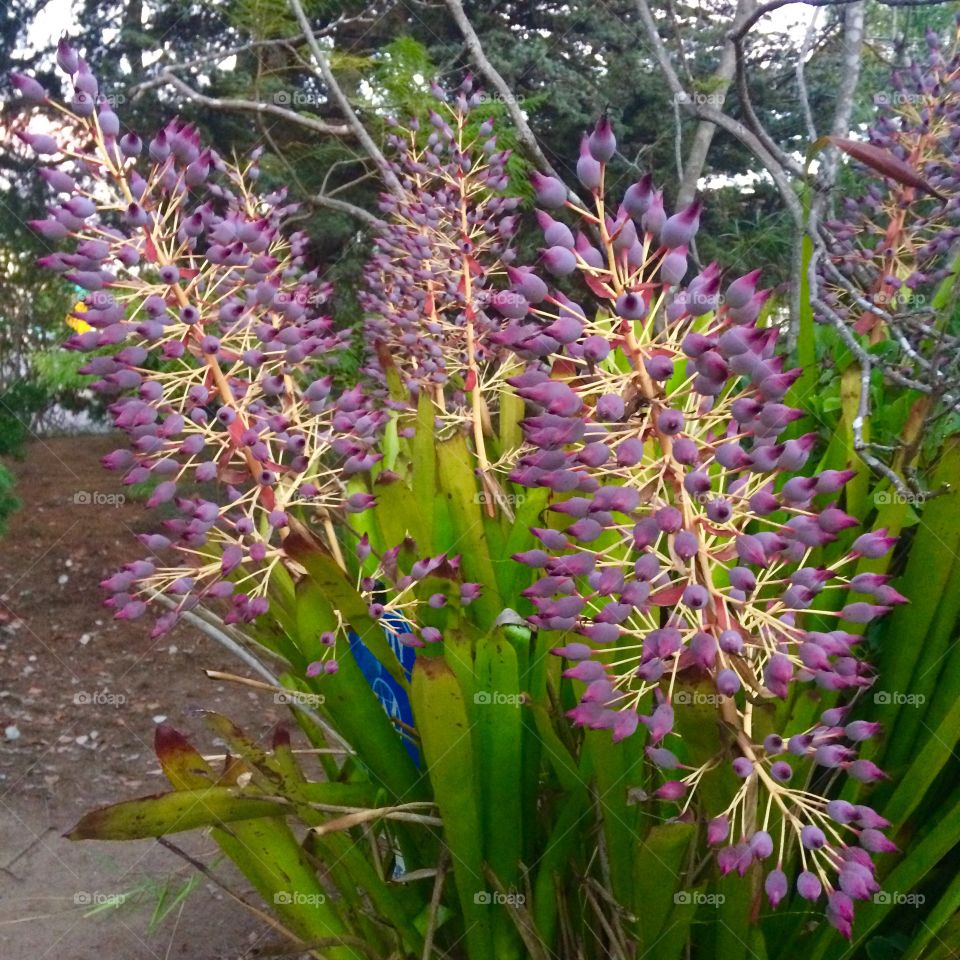 Purple bromeliads 