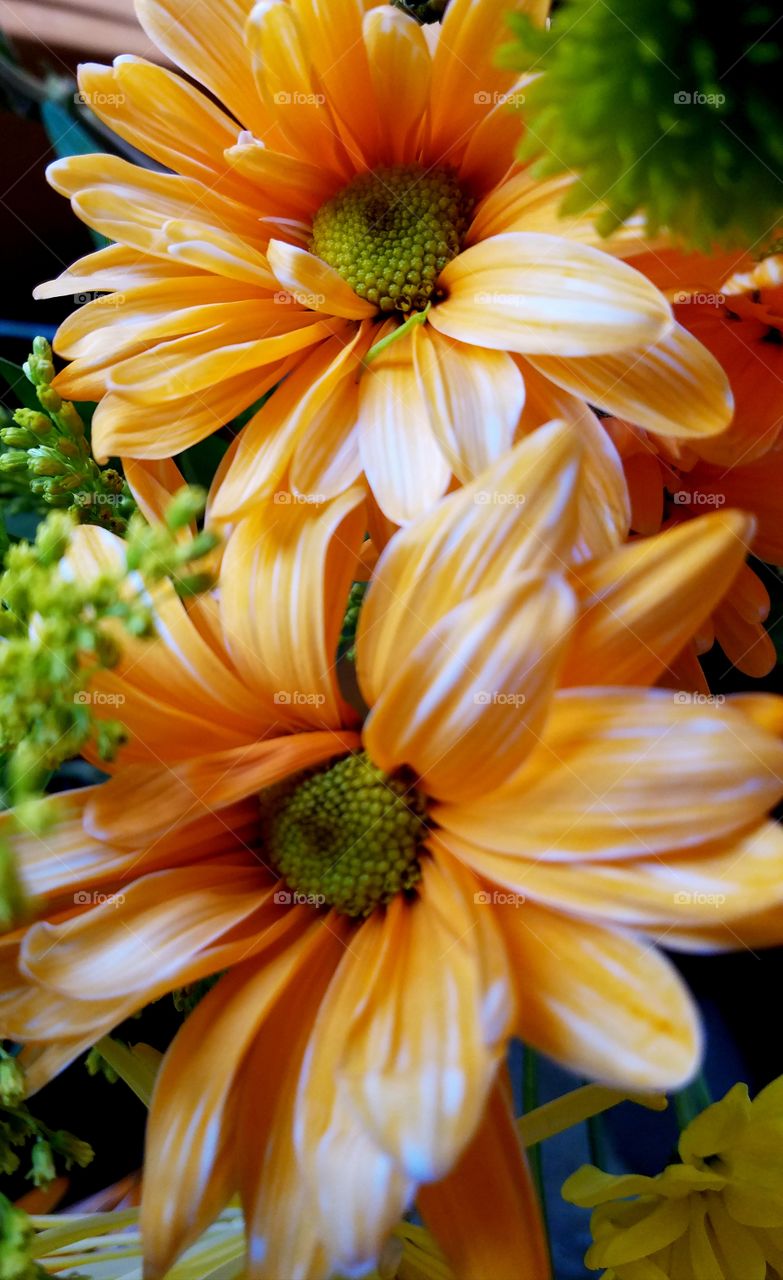 orange flowers.