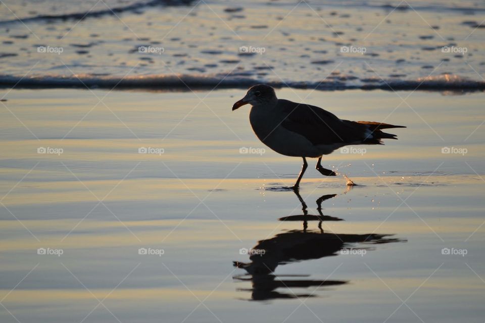 Seagull - Oregon Beach