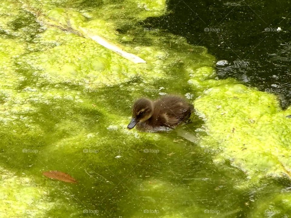 duckling