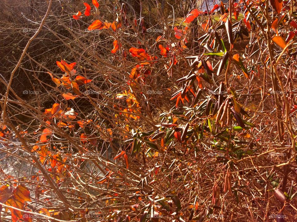 Red bush