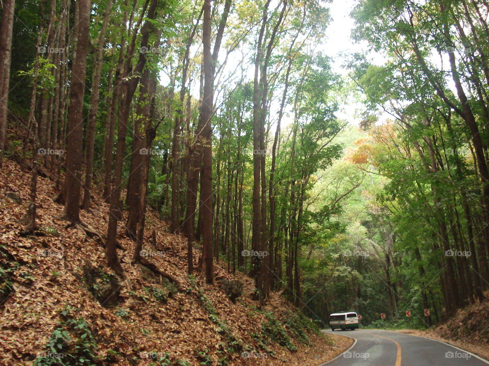 manmade forest bohol. a nice road in bohol. so cool...