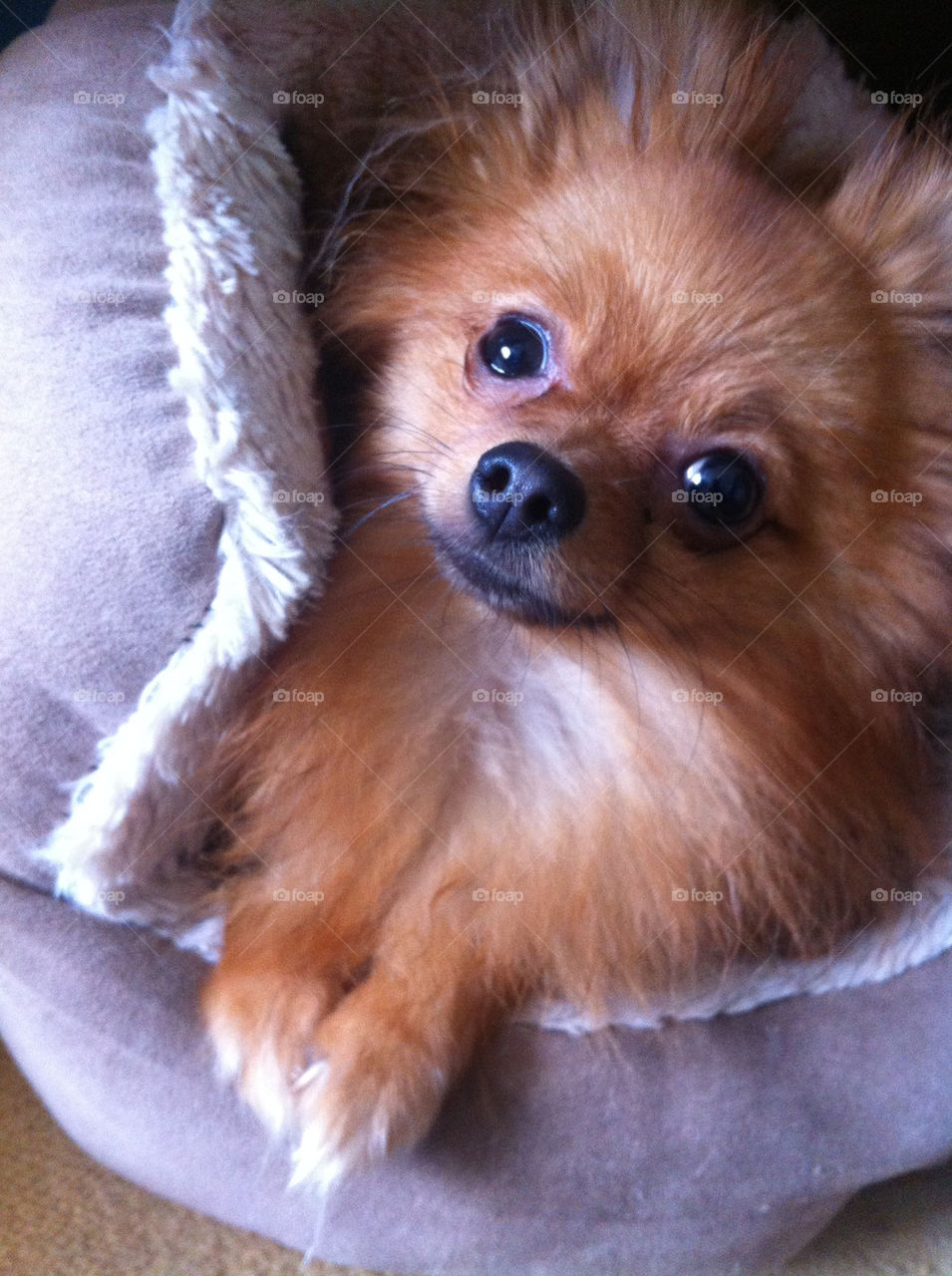 dog animal mammals cute by binkyboo