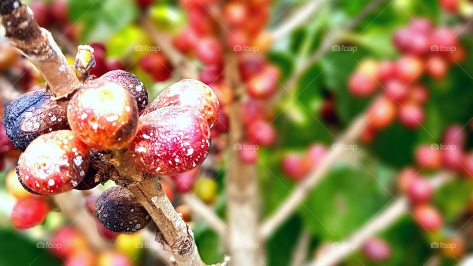 coffee plant