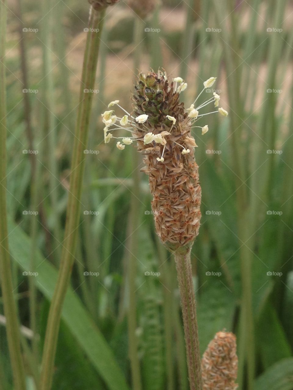 Wild plant