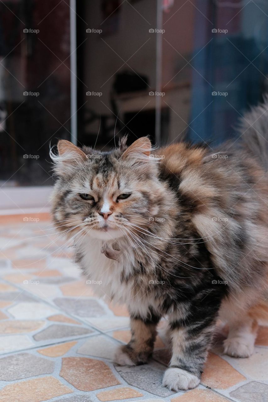 Portrait of a Persian Cat in a backyard