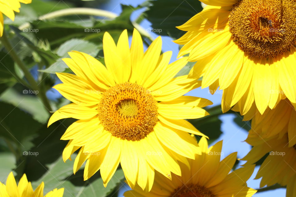 Happy Sunflower