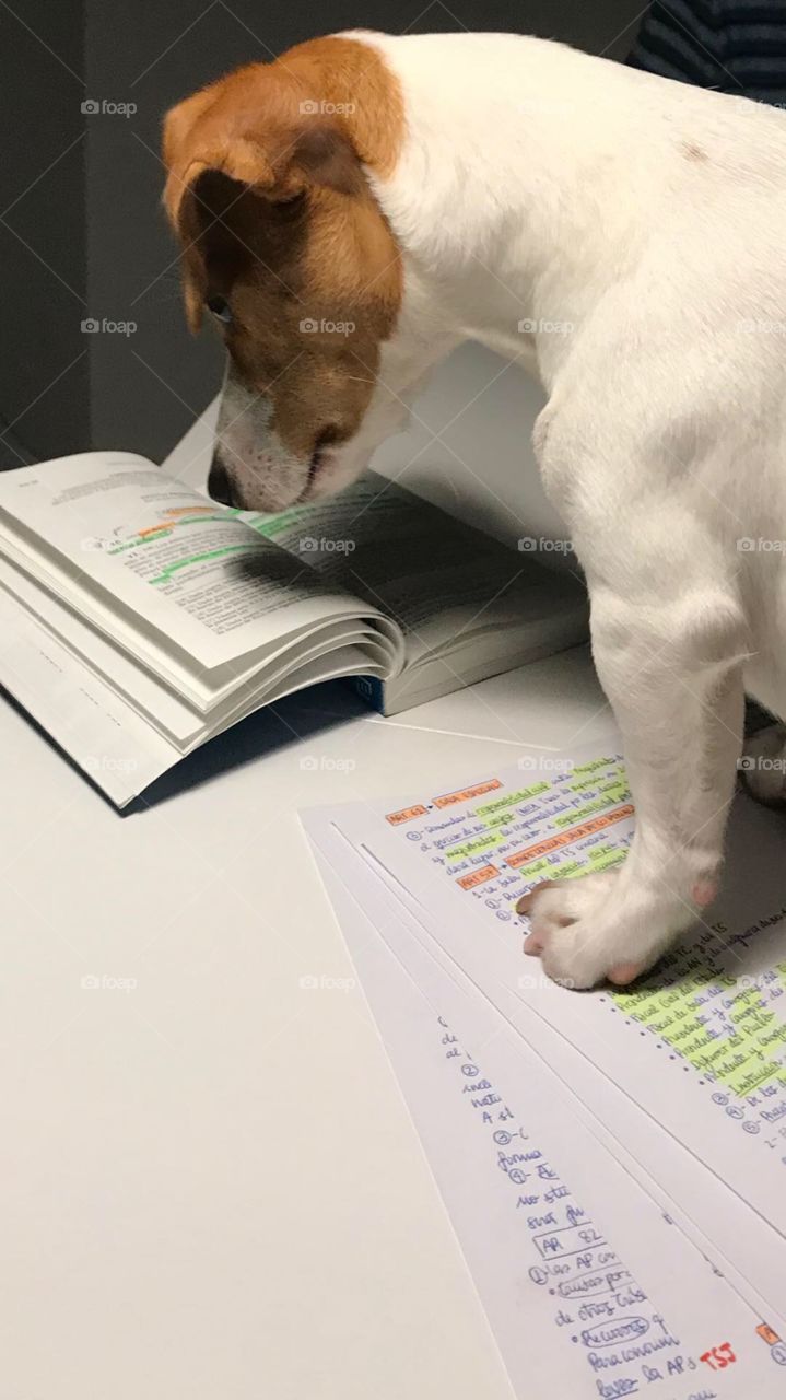 Smart Jack Russell 