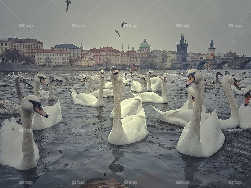 swans