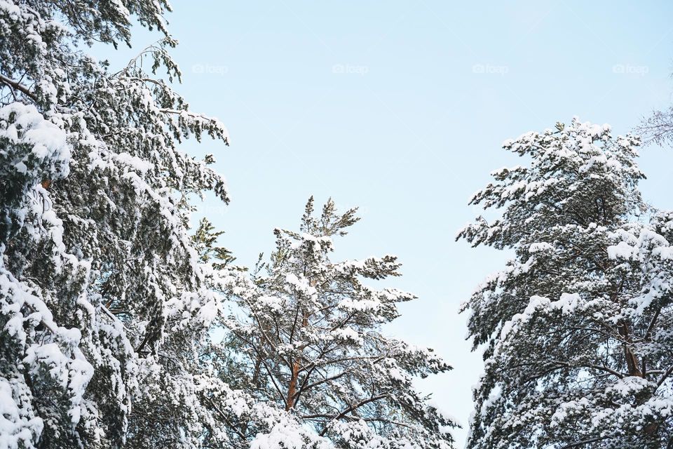 Natural background of blue sky with winter pine forest in snow