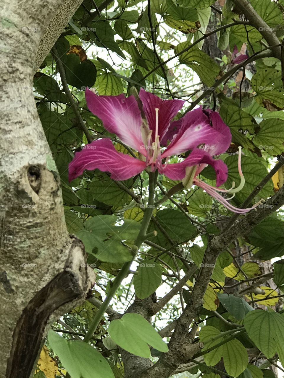 Orchid tree 