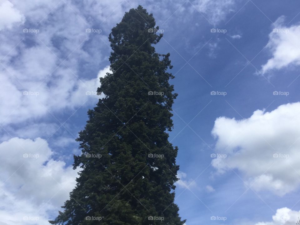 Spruce on a Sunny Spring day against the Blue Skyline 