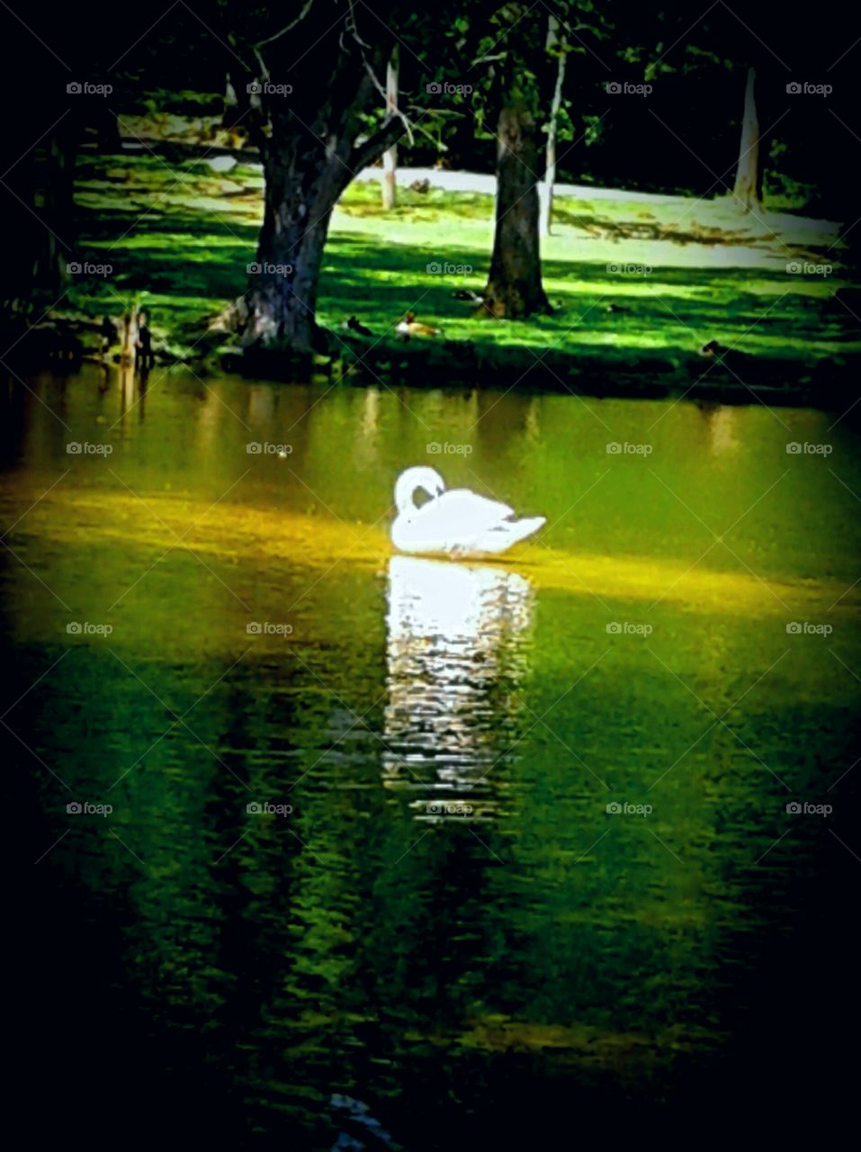 sunlit swan