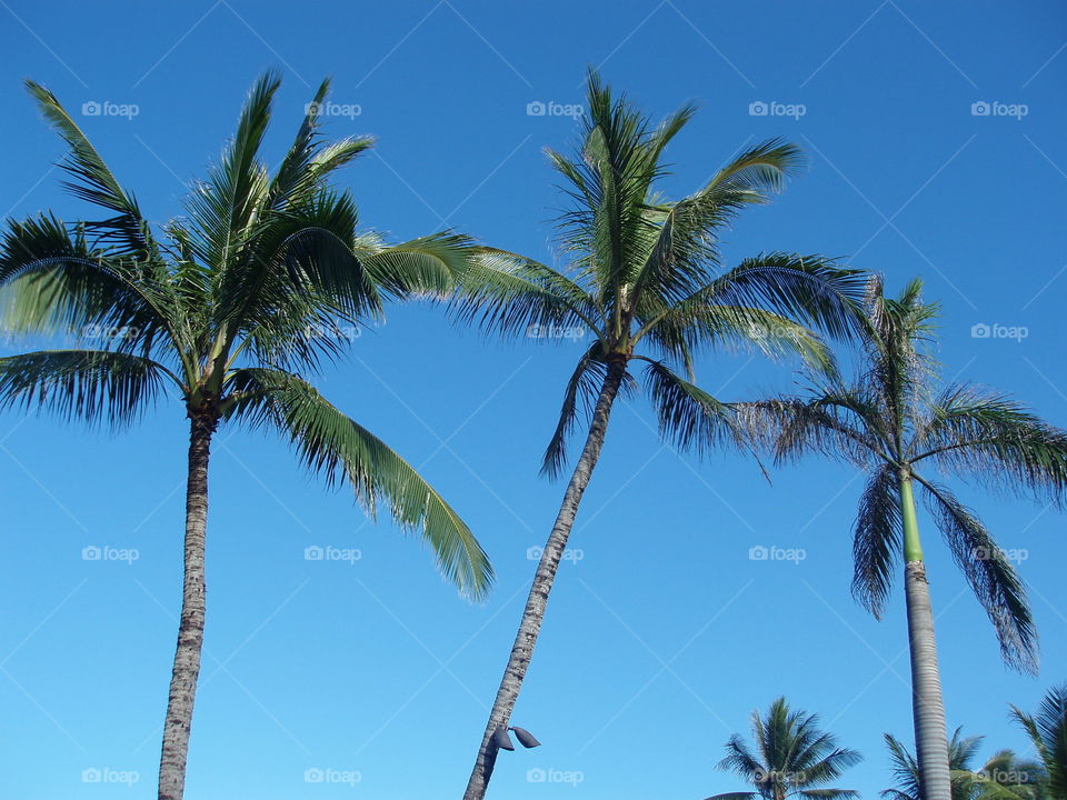 Palms With A Clear Sky