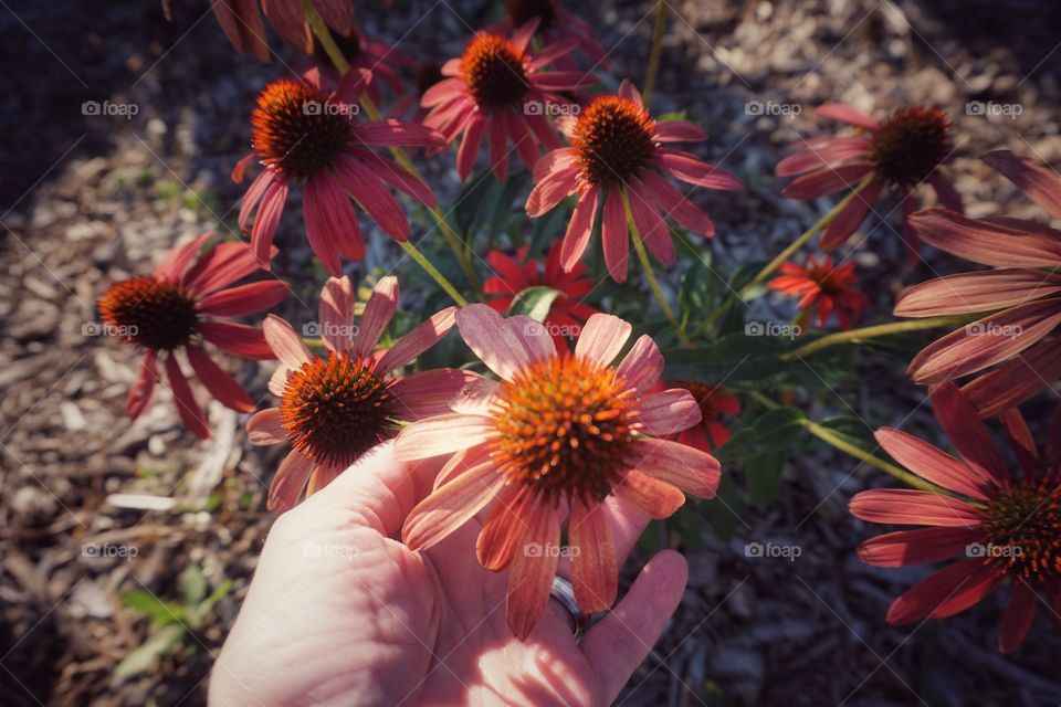 Gardening