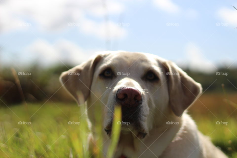 Portrait of a dog looking up