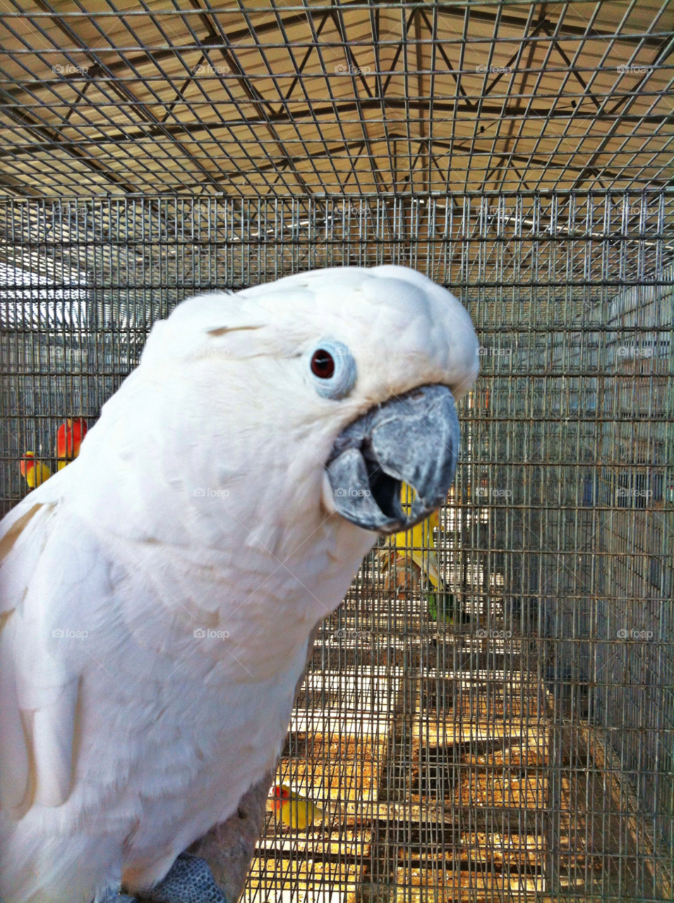 Singing parrot 