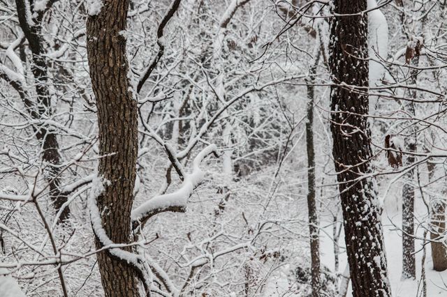snowy trees