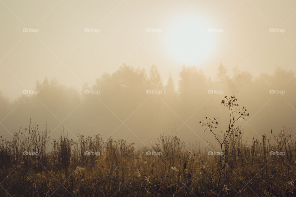 Autumn misty landscape at early morning 